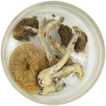 African Cubensis (Panaeolus africanus) | Get Magic Mushrooms Canada