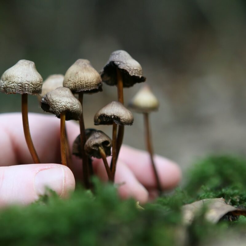 Guide to Magic Mushrooms | Get Magic Mushrooms Canada