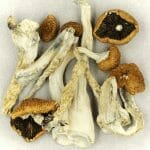 Creeper | Get Magic Mushrooms Canada