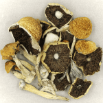 Penis Envy Cubensis | Get Magic Mushrooms Canada