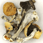 Thai Elephant | Get Magic Mushrooms Canada