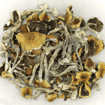 Daddy Long Legs | Get Magic Mushrooms Canada