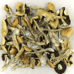 Puerto Rican | Get Magic Mushrooms Canada