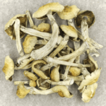 Blue Magnolia Rust | Get Magic Mushrooms Canada