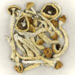 Texas Yellow Cap | Get Magic Mushrooms Canada