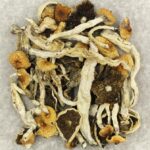 Cuban | Get Magic Mushrooms Canada