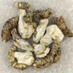 White Burma | Get Magic Mushrooms Canada