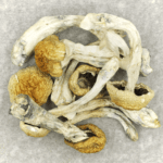 Chitwan Nepal | Get Magic Mushrooms Canada