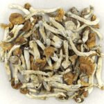 Florida White | Get Magic Mushrooms Canada