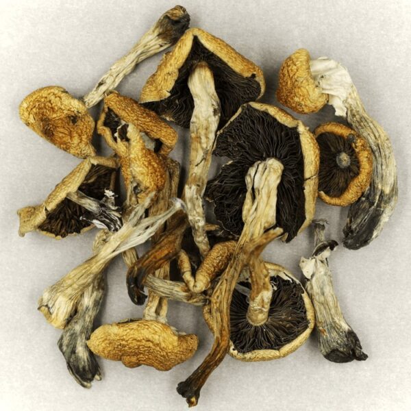 Malabar | Get Magic Mushrooms Canada