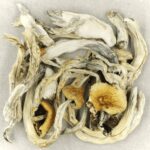 Treasure Coast | Get Magic Mushrooms Canada