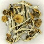 Mexicana | Get Magic Mushrooms Canada