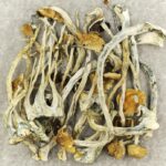 Amazonian Cubensis | Get Magic Mushrooms Canada