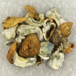 King Kong | Get Magic Mushrooms Canada