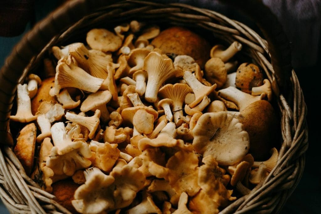 Buy shrooms online Get Magic Mushrooms Canada