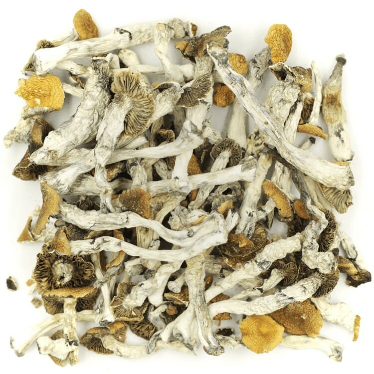 What are the Best Shrooms Online? Mush Golden Teacher at Get Magic Mushrooms Canada