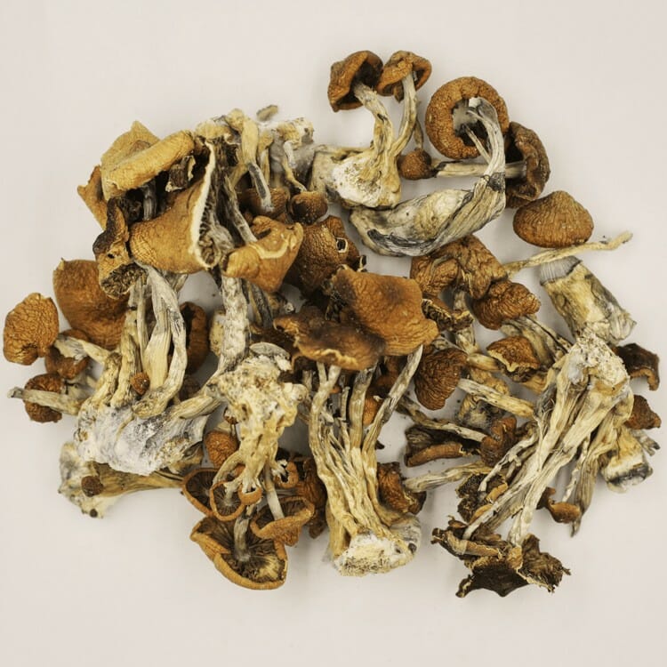 A New Trend In Wellness Is Psilocybe Cubensis And Microdosing Psilocybe Cubensis at Get Magic Mushrooms Canada