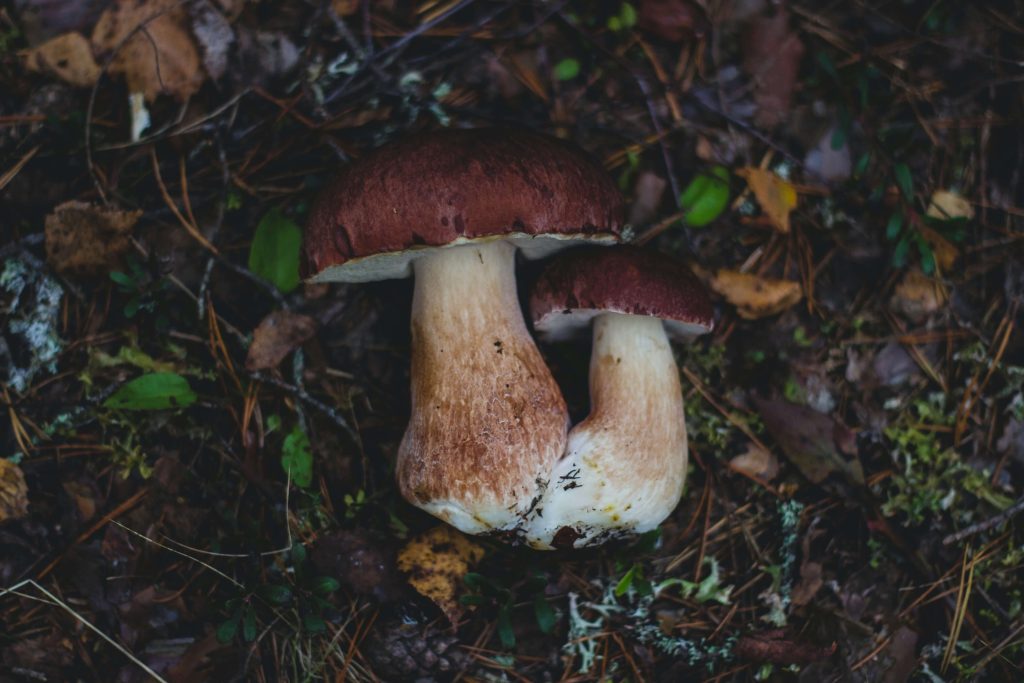Amazonian Cubensis at Get Magic Mushrooms Canada