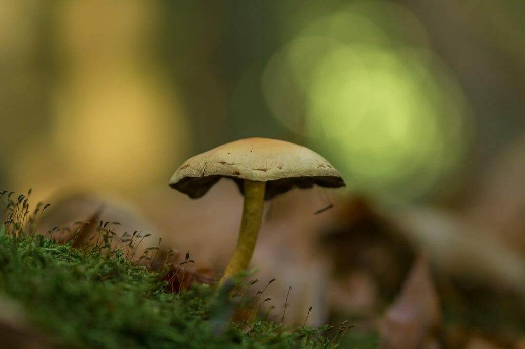 Sourcing High-Quality Magic Mushrooms psilocybe cubensis at Get Magic Mushrooms Canada