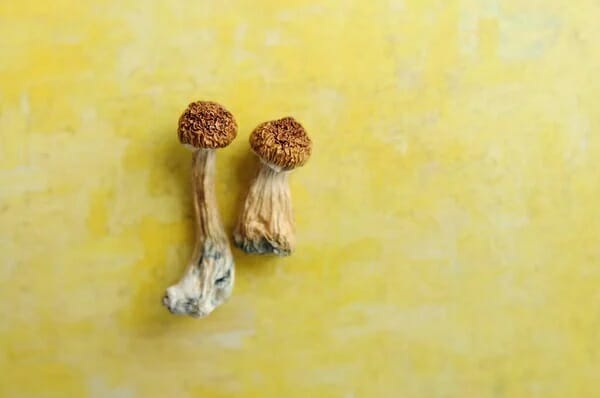 Lemon Tek at Zoomies Canada | Get Magic Mushrooms Canada