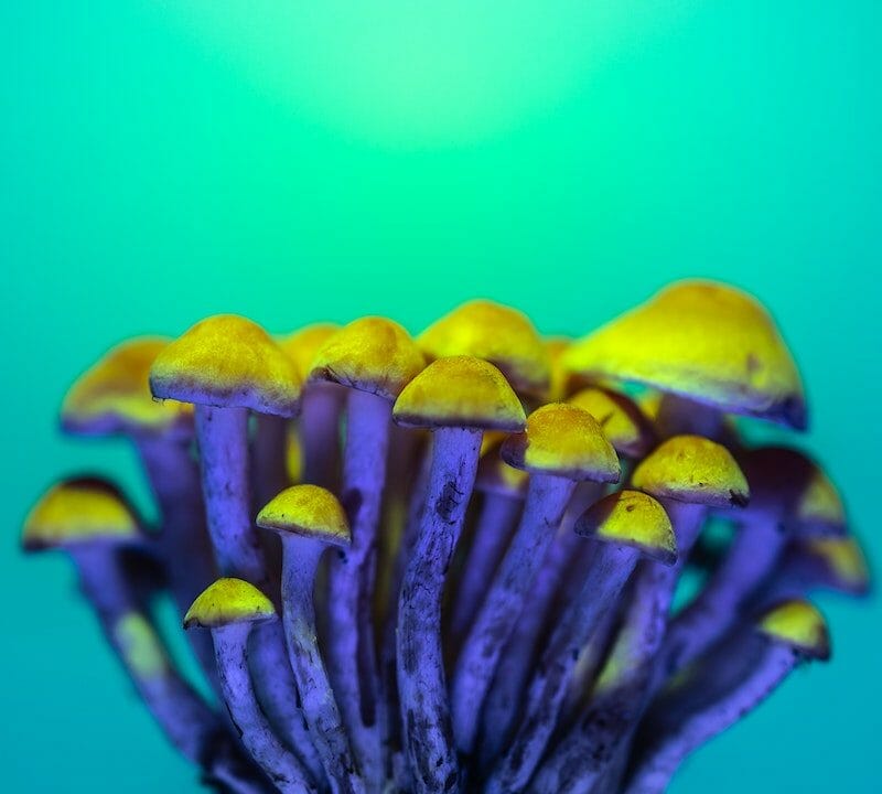 LSD Edibles | Get Magic Mushrooms Canada
