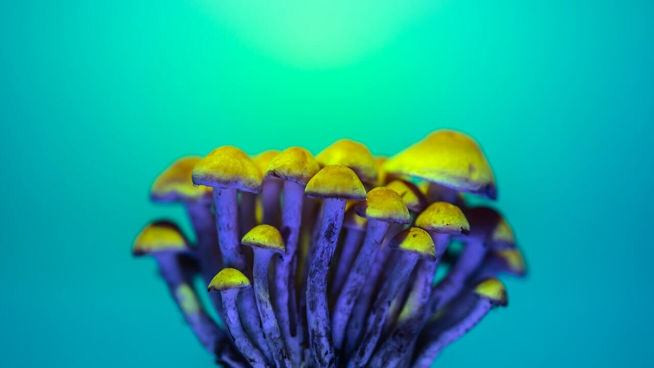 Psychedelic Chemistry: An Exploration of LSD-Infused Edibles and Their Potential for Psychedelic Experiences