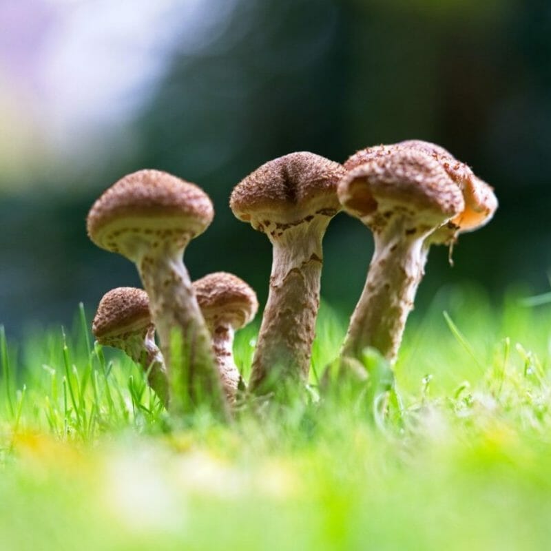 Mushroom Dispensary | Get Magic Mushrooms Canada