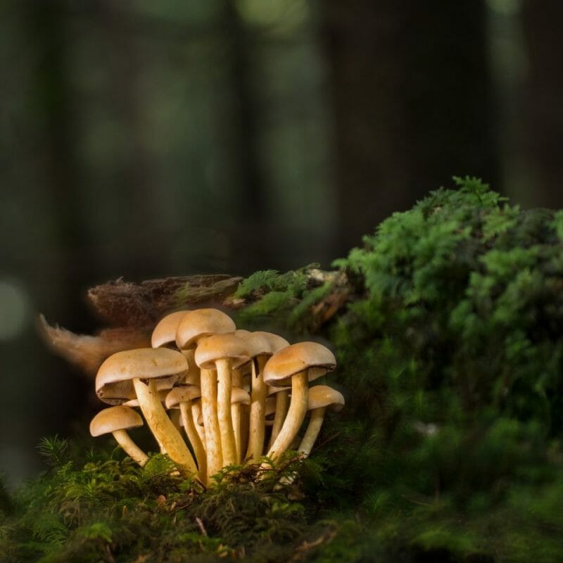 Strongest Mushroom Strains | Get Magic Mushrooms Canada