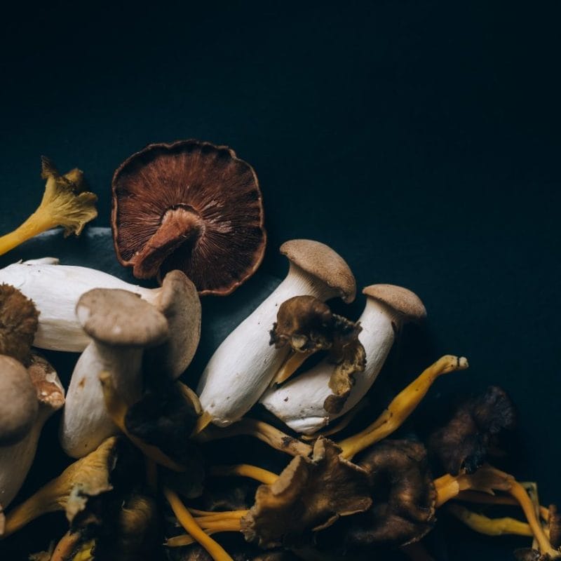 Dried Shrooms | Get Magic Mushrooms Canada