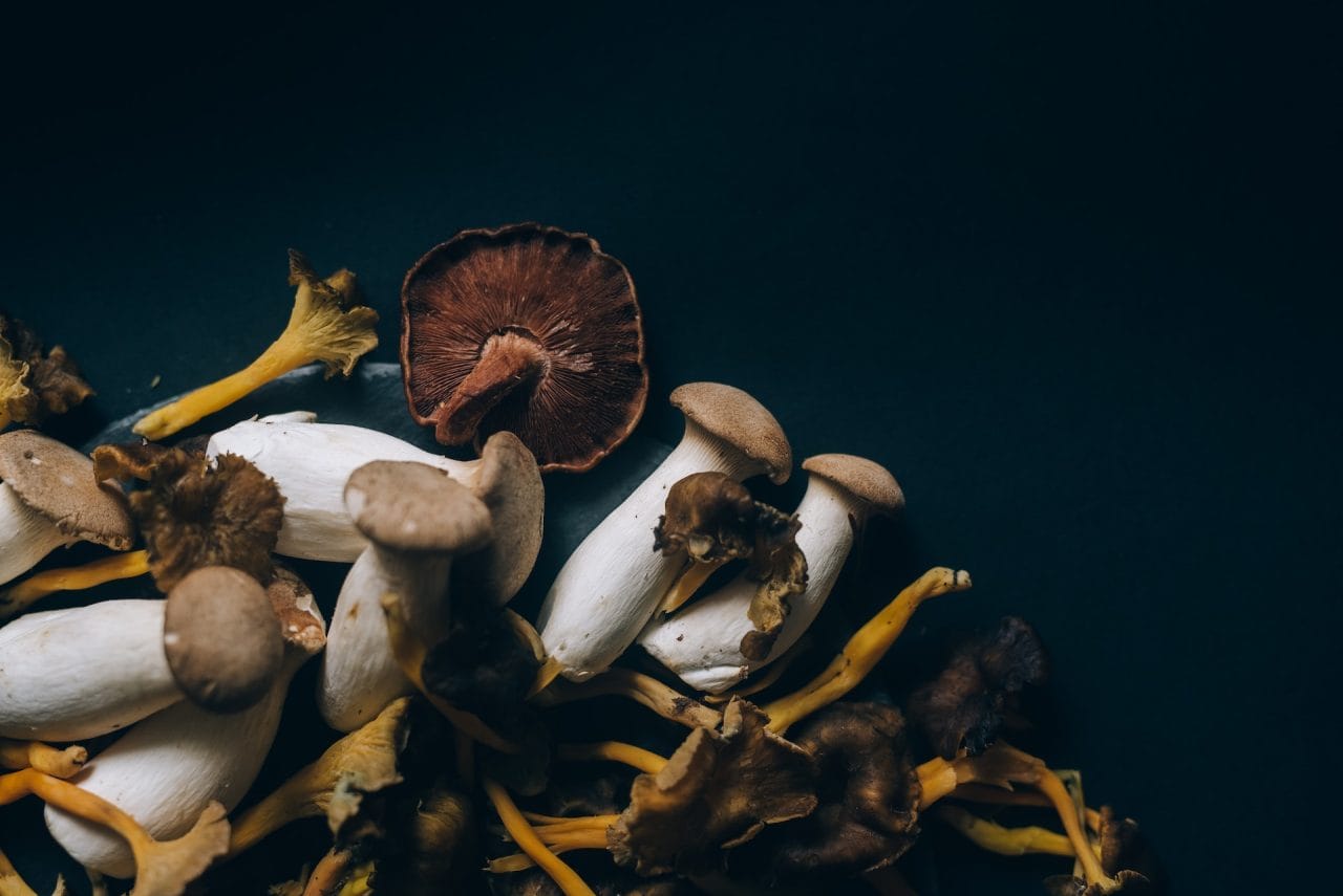 Studies Indicate That Dehydrated Psychedelic Mushrooms Induce a ‘Lucid Dream’ Experience