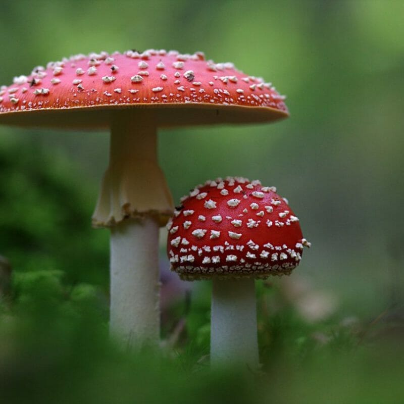 Magic Mushrooms Canada | Get Magic Mushrooms Canada