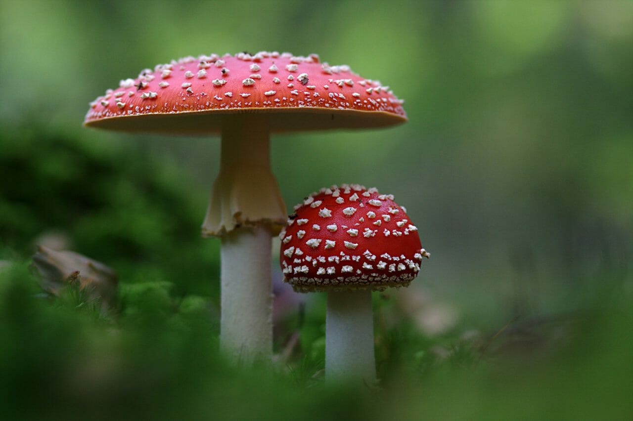 The Emergence of Magic Mushrooms in Canada: Noteworthy Varieties to Sample