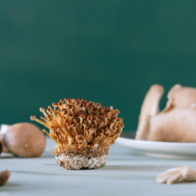 Buy Magic Mushroom | Get Magic Mushrooms Canada