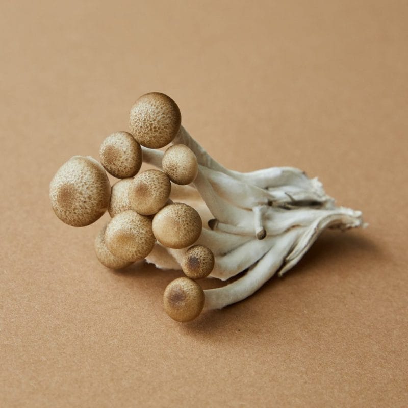 strongest mushroom strain | Get Magic Mushrooms Canada
