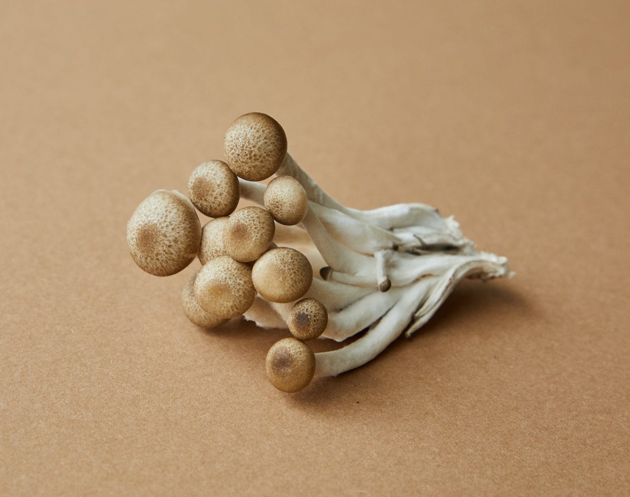 Penis Envy: An In-Depth Examination of the Most Potent Mushroom Strain