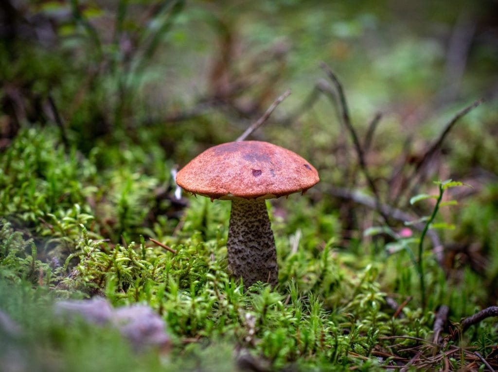 Potent Mushroom Strains