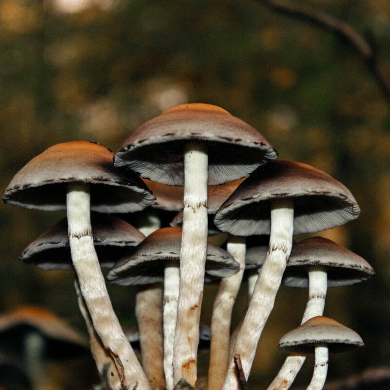Microdose Mushrooms | Get Magic Mushrooms Canada