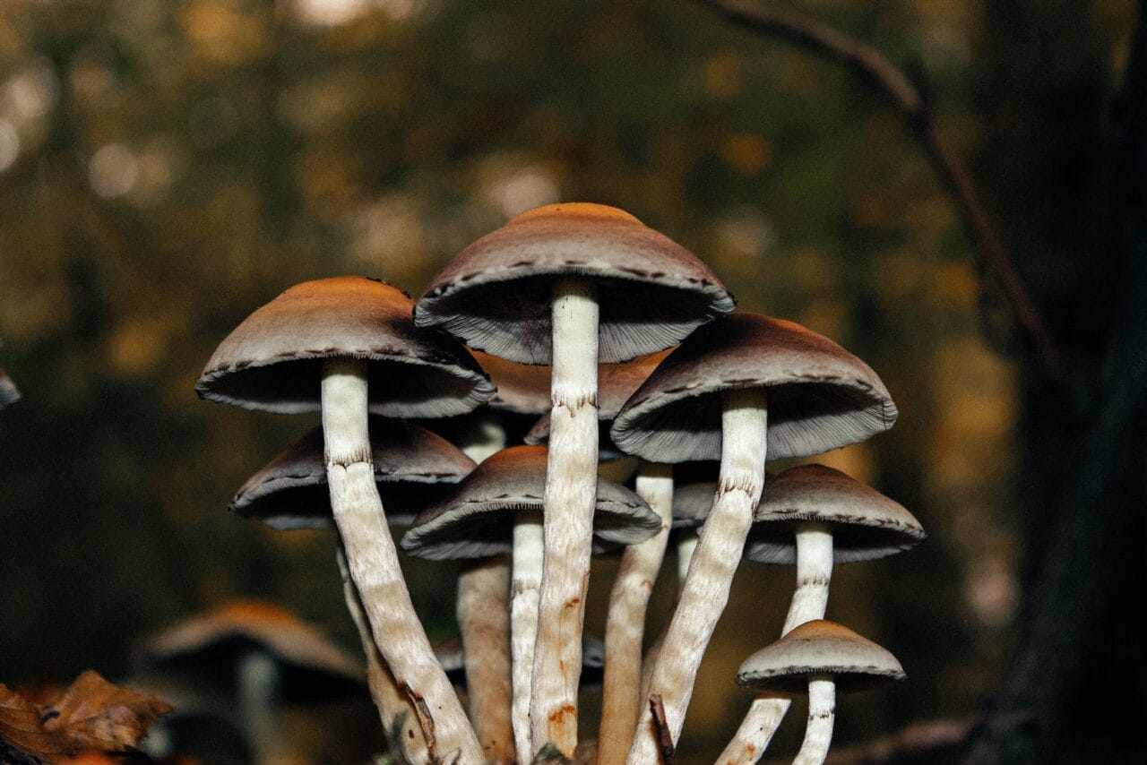 A Collection of Instances Pertaining to Microdose Mushrooms Utilized for Long-Term Pain Alleviation
