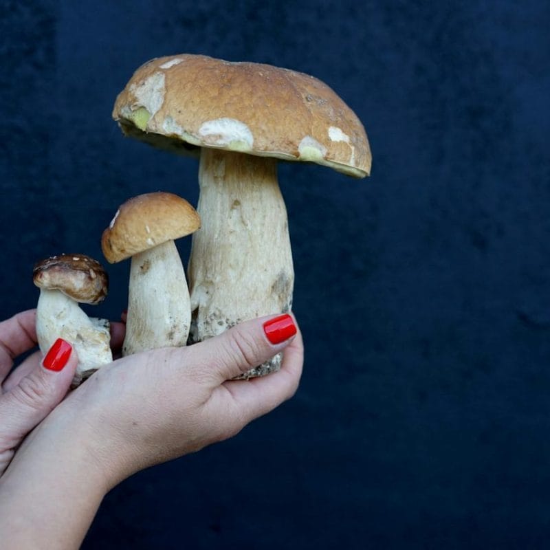 Shrooms Online | Get Magic Mushrooms Canada