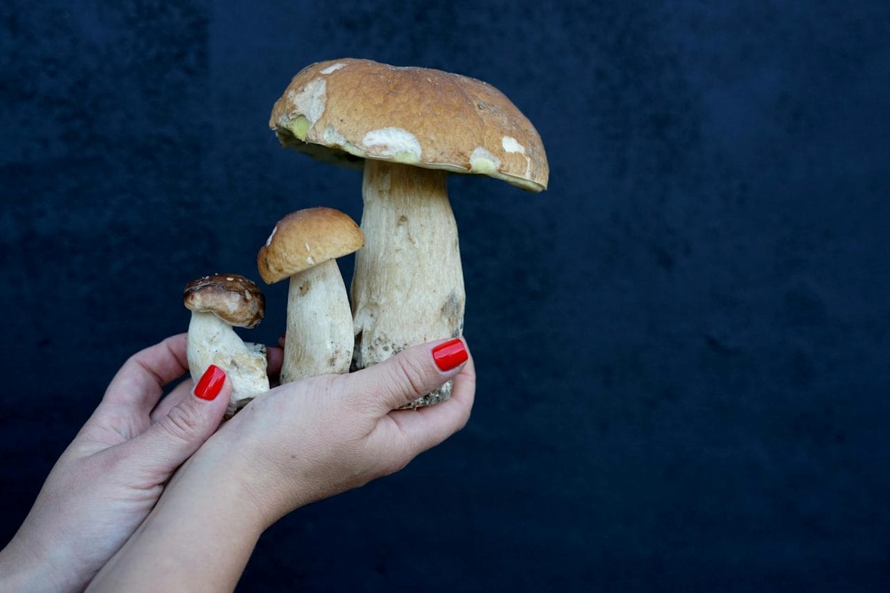 Top Five Local Mushrooms You Must Try