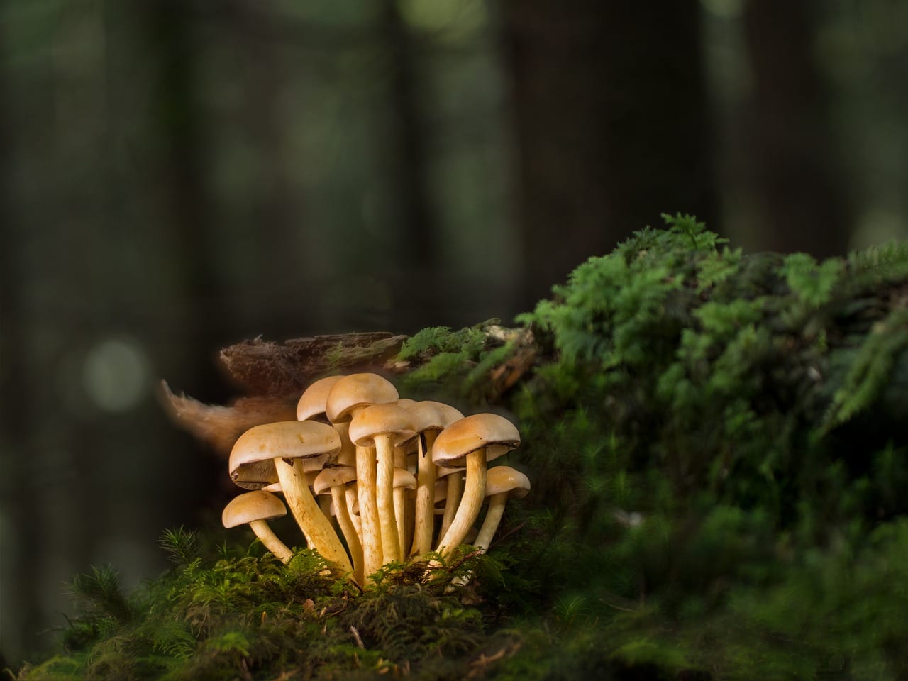 Purchase Mushrooms Online and Explore a Variety of Exquisite Mushroom Choices