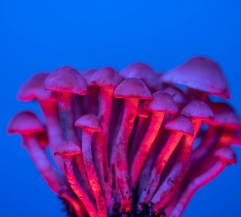 Shrooms Delivery in Canada | Get Magic Mushrooms Canada