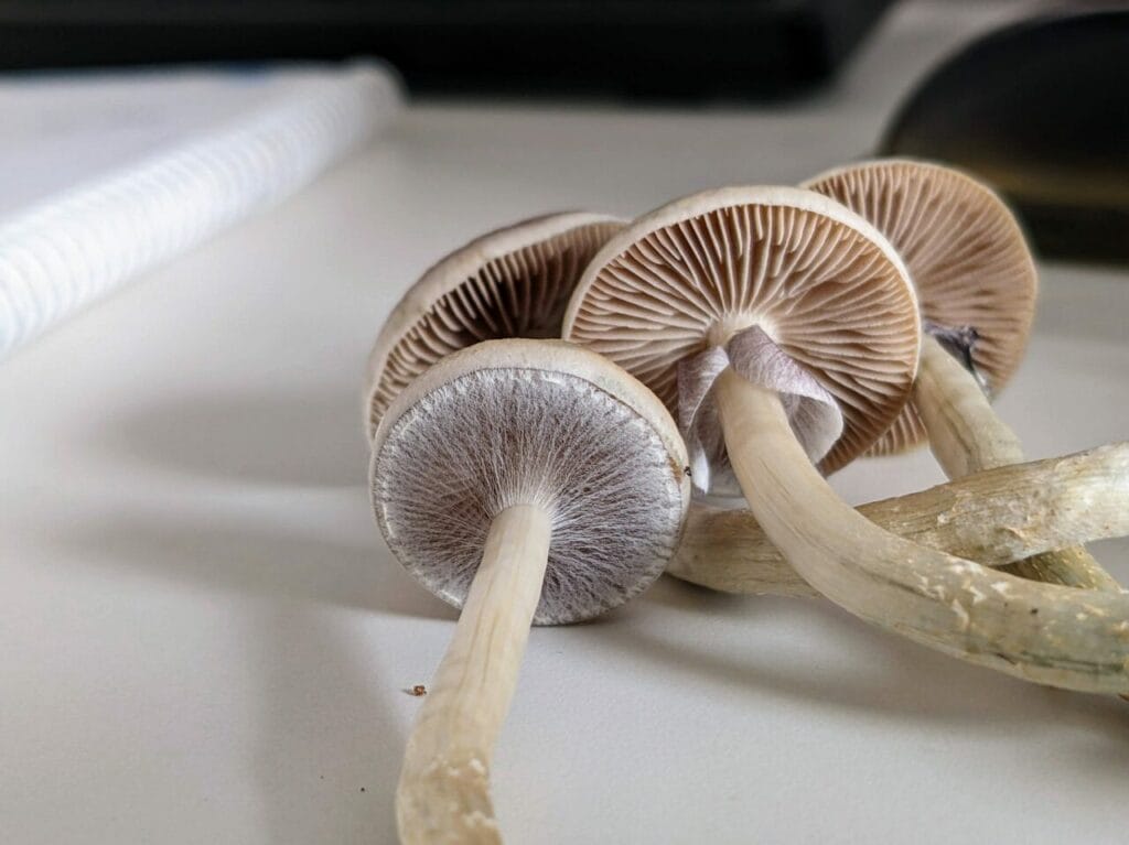 Magic Mushrooms at Get Magic Mushrooms Canada