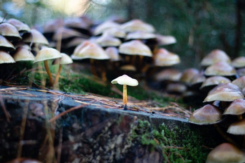 Shroom Delivery at Get Magic Mushrooms Canada