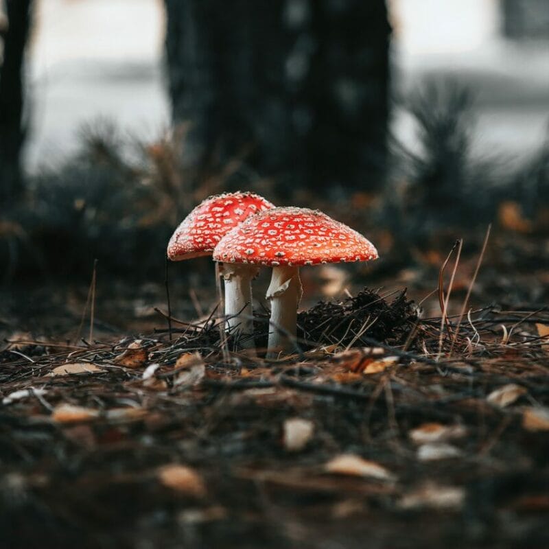 Shroom online delivery at Zoomies Canada | Get Magic Mushrooms Canada