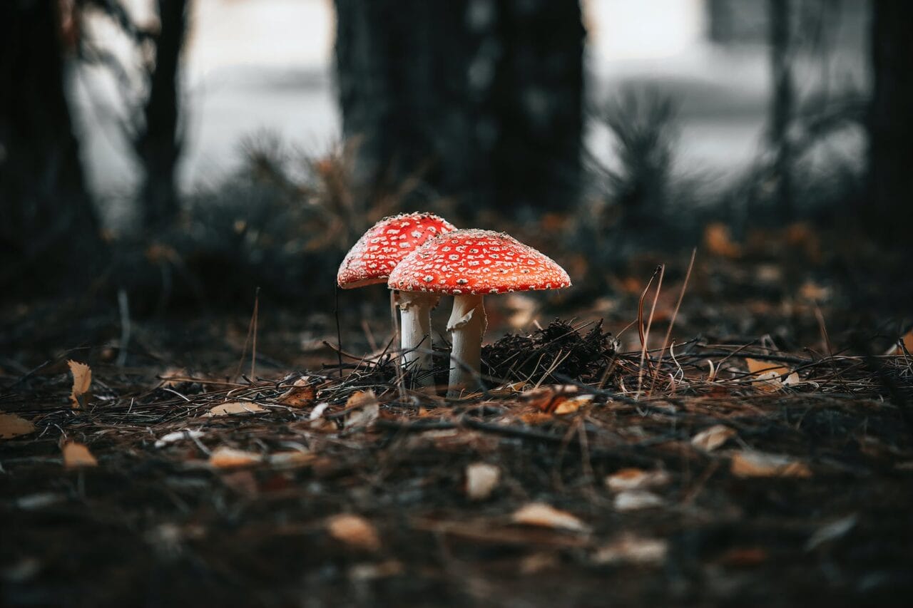 The Revolution of Psilocybin: Manufacturing, Scientific Studies, and Future Direction