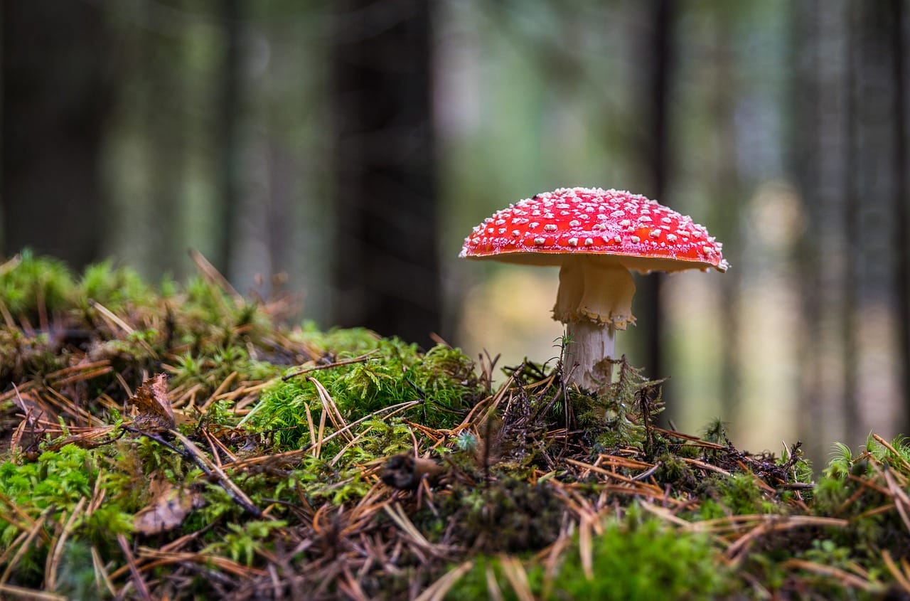 The Importance of Psilocybin to Canada’s Healthcare System