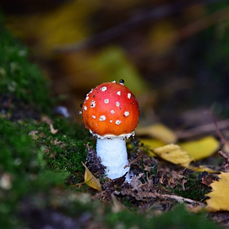 buy LSD online in Canada | Get Magic Mushrooms Canada