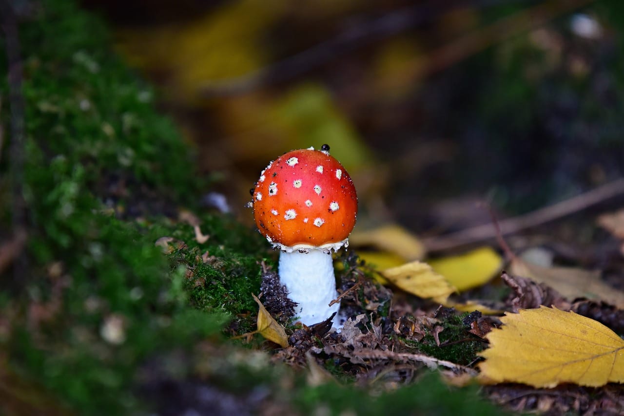 Could LSD Contribute to My Happiness? Expert Perspectives