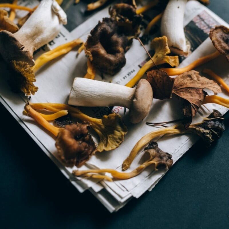 Mushroom chocolate at Zoomies Canada | Get Magic Mushrooms Canada